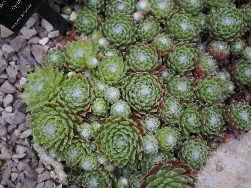 Cambridge, England: Botanic Garden: Sempervivum 'Kramer's Spinard'