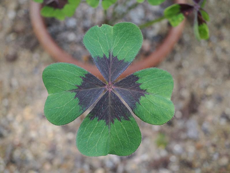 Cambridge, England: Botanic Garden: Iron Cross (Oxalis tetraphylla) leaf