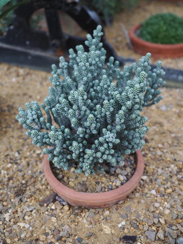 Cambridge, England: Botanic Garden: Ozothamnus coralloides