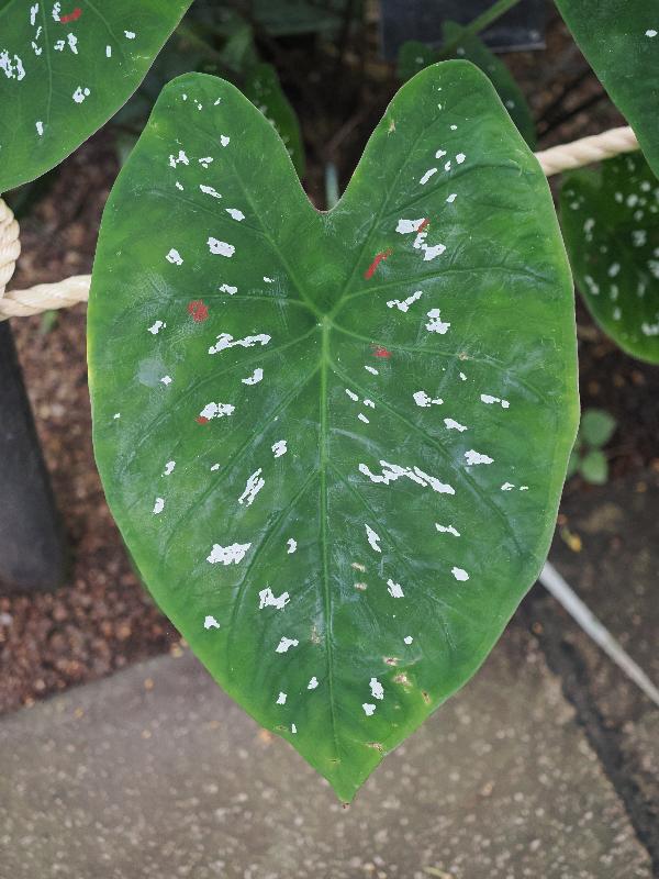 Cambridge, England: Botanic Garden: Elephant Ear (Caladium sp.)