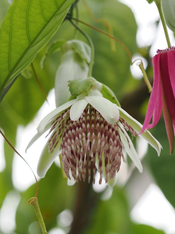 Cambridge, England: Botanic Garden: Passiflora nigradenia