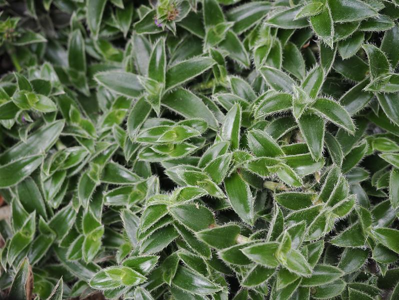 Cambridge, England: Botanic Garden: Pussy Ears (Cyanotis somaliensis)