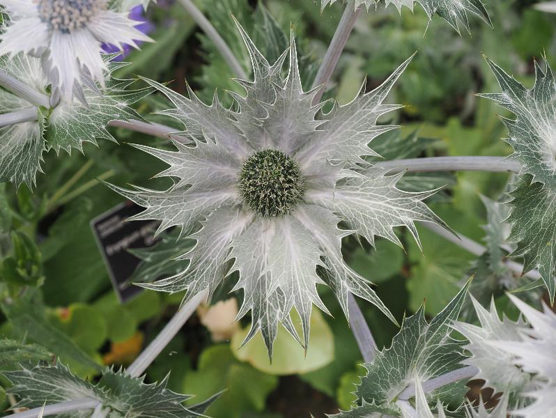 Cambridge, England: Botanic Garden: Giant Sea Holly (Eryngium giganteum 'Silver Ghost')