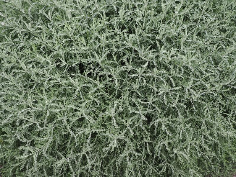 Cambridge, England: Botanic Garden: Lavender Cotton (Santolina chamaecyparissus var. neapolitana)