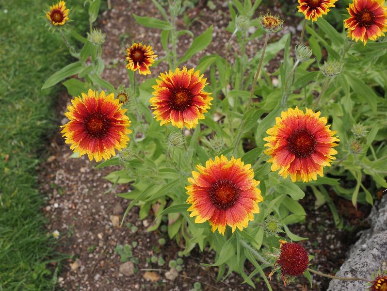 Cambridge, England: Botanic Garden: Indian blanket (Gaillardia pulchella)