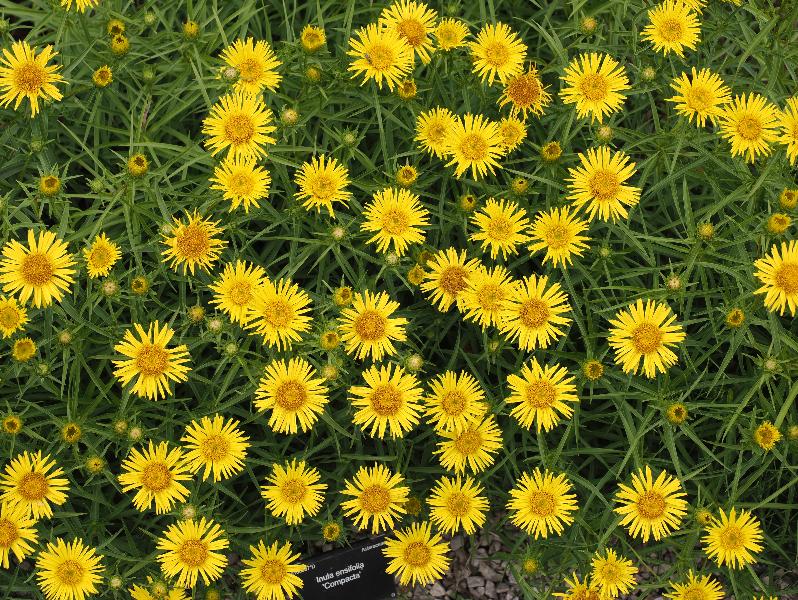 Cambridge, England: Botanic Garden: Inula ensifolia 'Compacta'