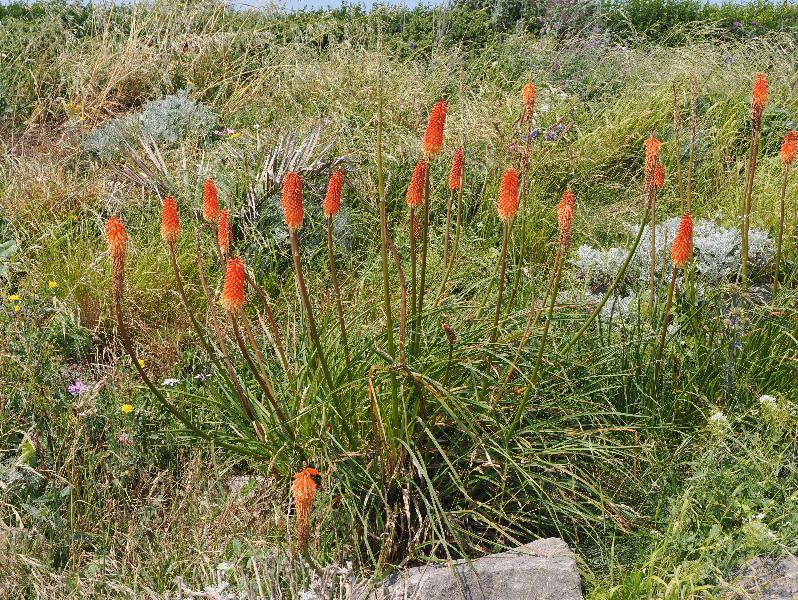 Eastbourne, England: Eastbourne Promenade: Red Hot Poker (Kniphofia)
