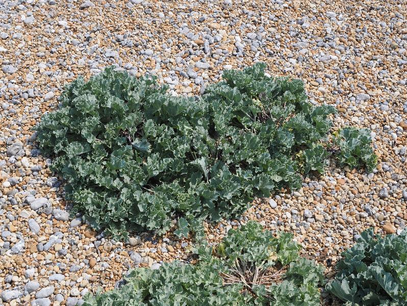 Eastbourne, England: Eastbourne Promenade: Sea kale (Crambe maritima)
