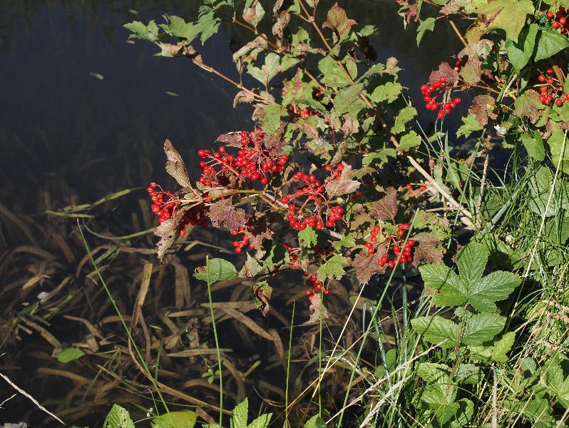Wicken, England: Wicken Fen: Guelder Rose berries