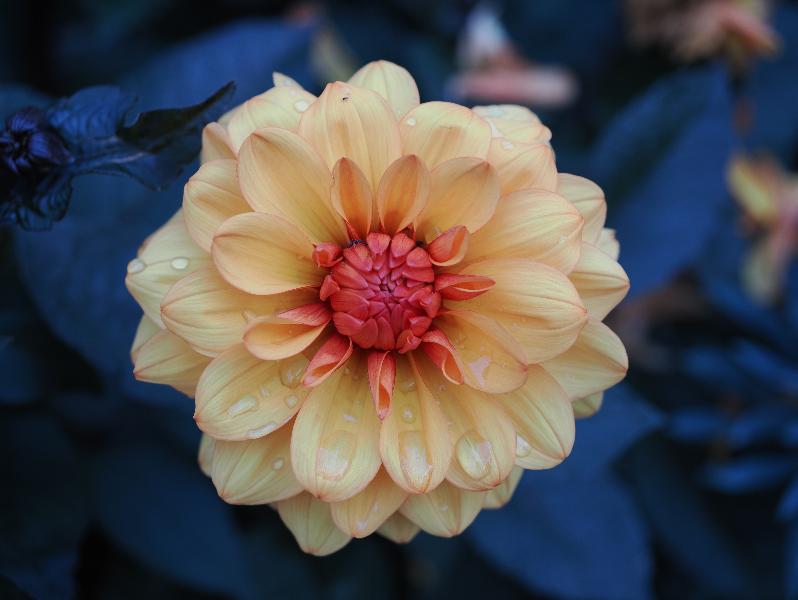 Cambridge, England: St Catharine's College: dahlia