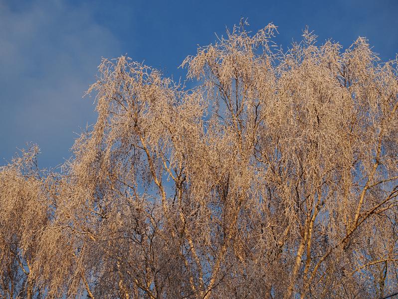 Cambridge, England: Roseford Road: frosted birch trees