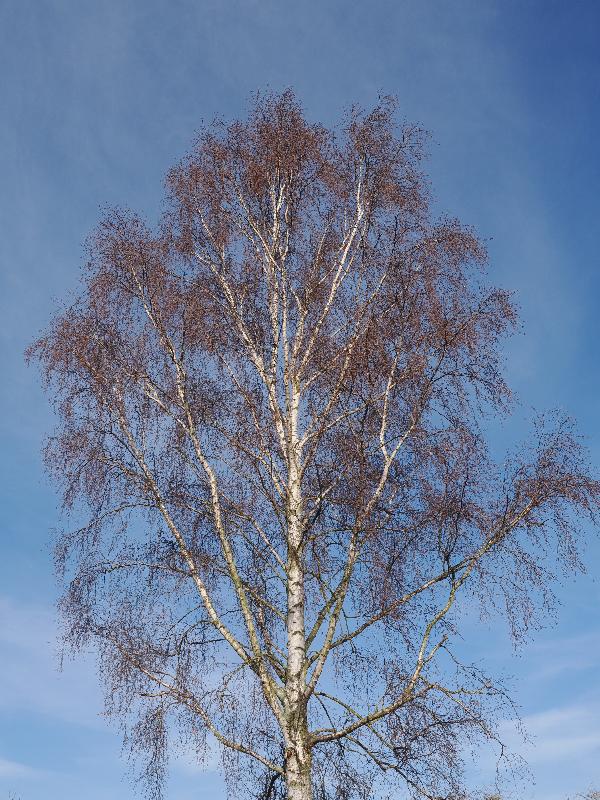 Cambridge, England: Roseford Road: birch tree