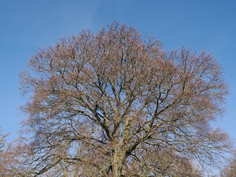 Cambridge, England: Sidney Sussex College: beech tree