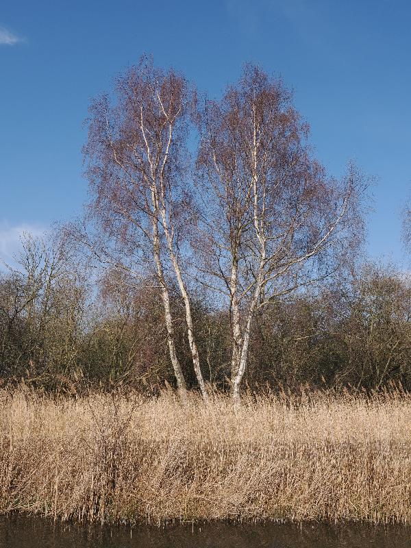 Wicken, England: Wicken Fen: birch trees
