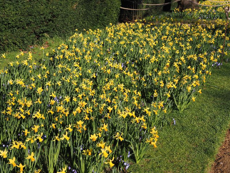 Cambridge, England: St John's College: daffodils