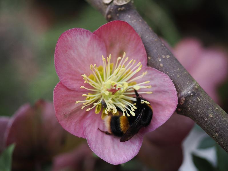 Cambridge, England: St Catharine's College: bumblebee on Helleborus