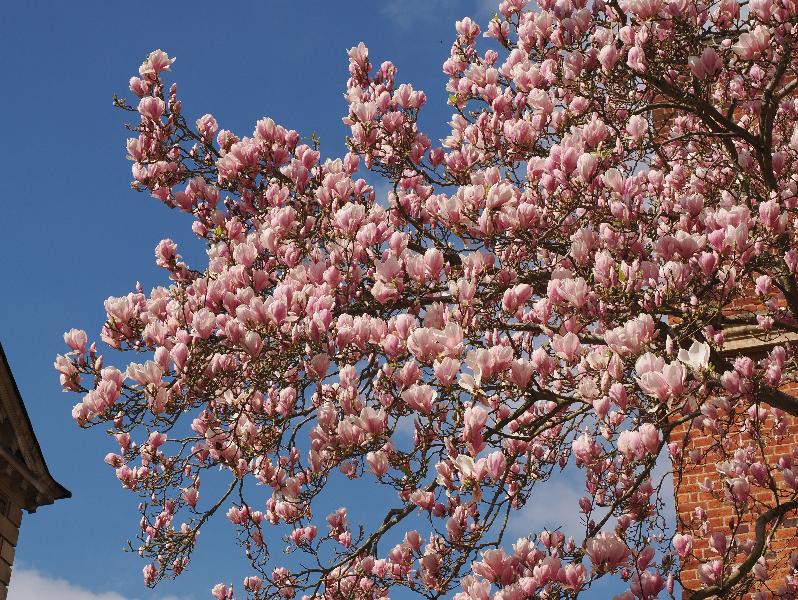 Cambridge, England: St Catharine's College: magnolia in blossom