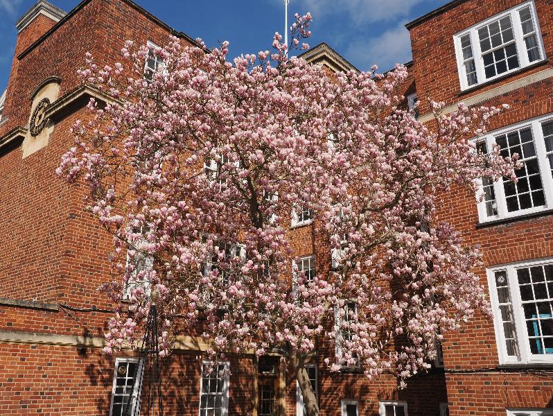 Cambridge, England: St Catharine's College: magnolia in blossom