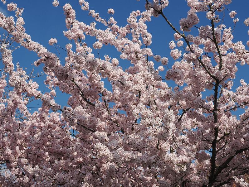 Cambridge, England: Perse Way: cherry blossoms