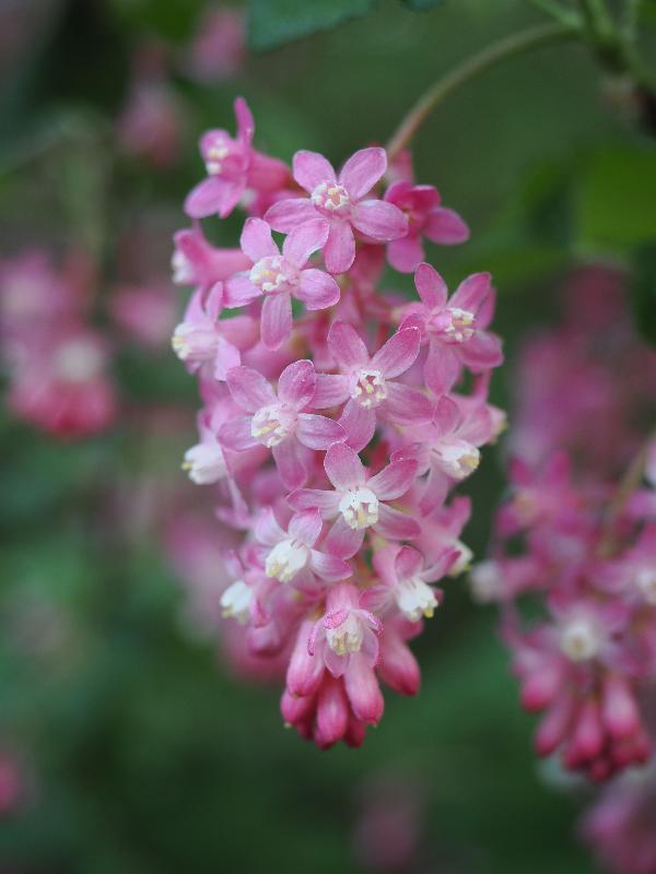 Cambridge, England: Roseford Road: flowering currant