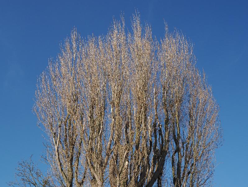 Cambridge, England: Histon Road: poplar tree