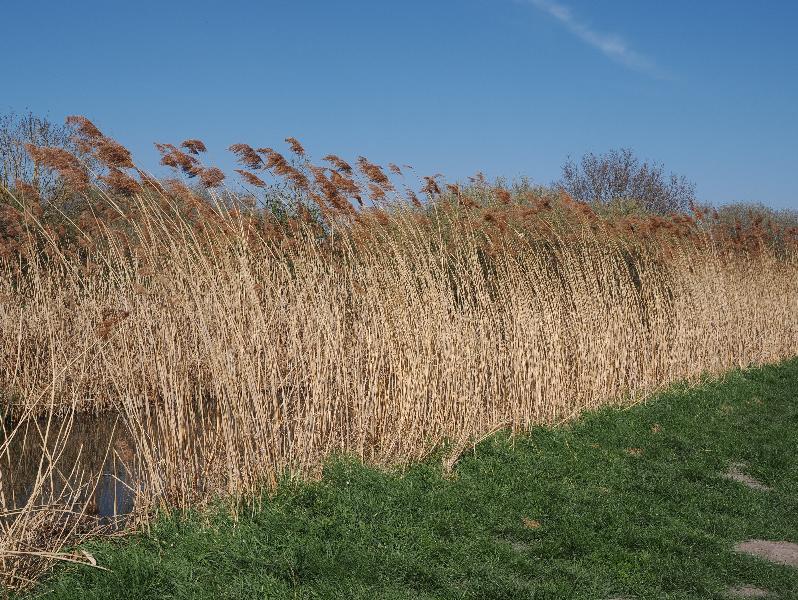 Wicken, England: Wicken Fen: dry reeds