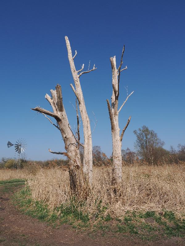 Wicken, England: Wicken Fen: dead tree
