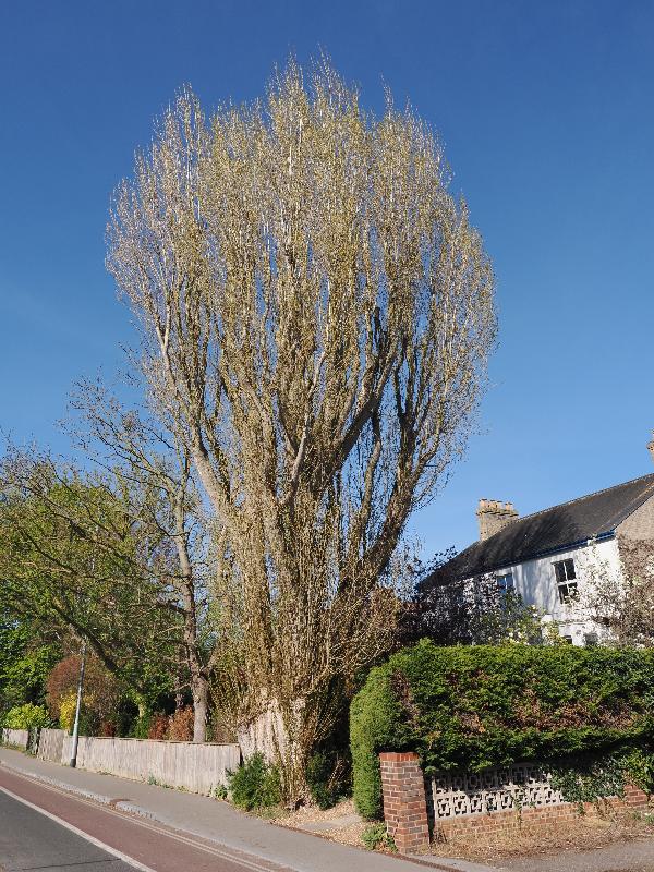 Cambridge, England: Histon Road: Poplar tree
