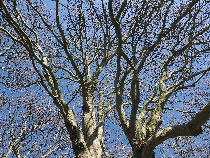 Cambridge, England: Jesus Green: Plane tree branches