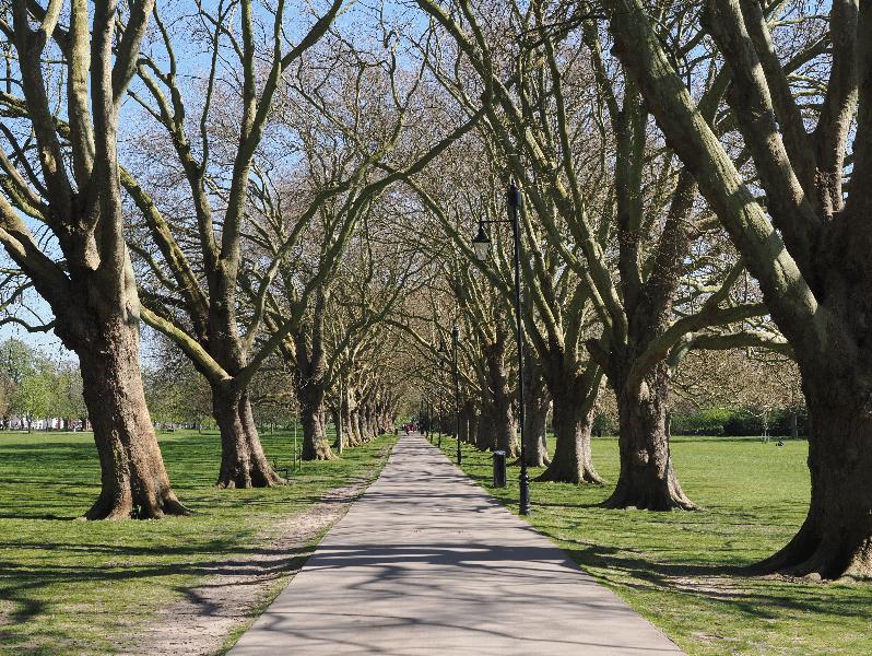 Cambridge, England: Jesus Green: Plane trees, early spring