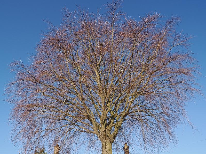 Cambridge, England: Histon Road: copper beech