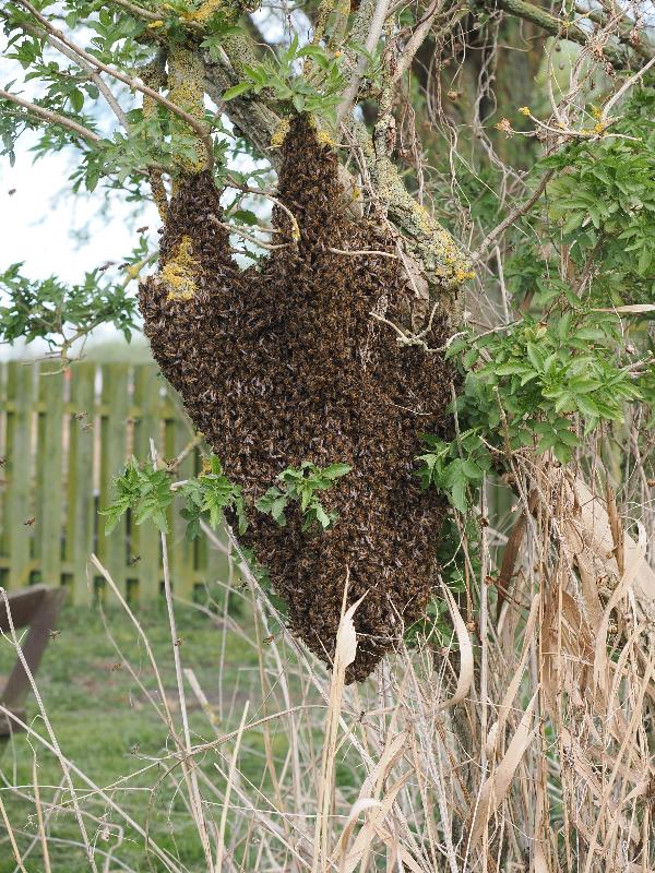 Wicken, England: Wicken Fen: swarm of bees