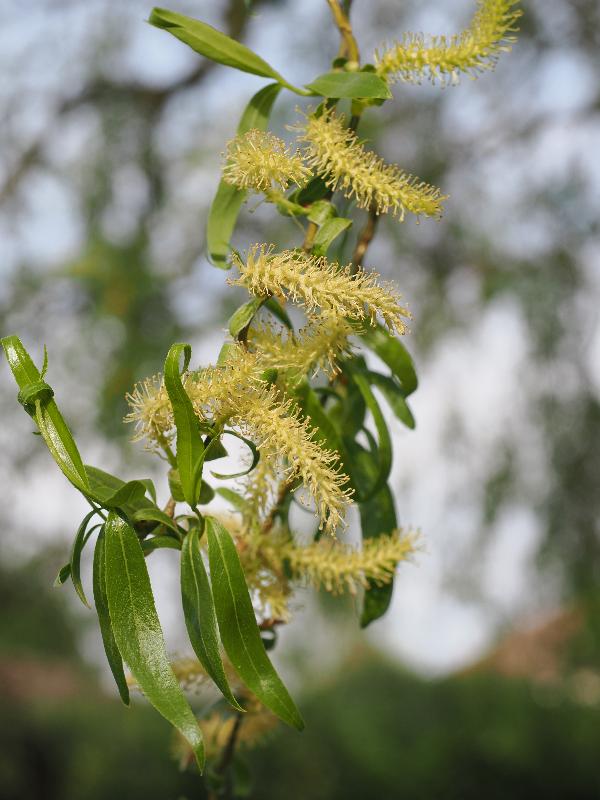 Cambridge, England: Histon Road: willow flowers