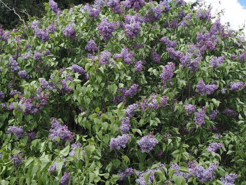 Cambridge, England: Roseford Road: lilac flowers