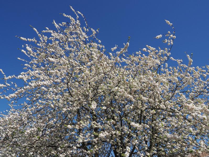 Cambridge, England: Warwick Road: cherry blossoms