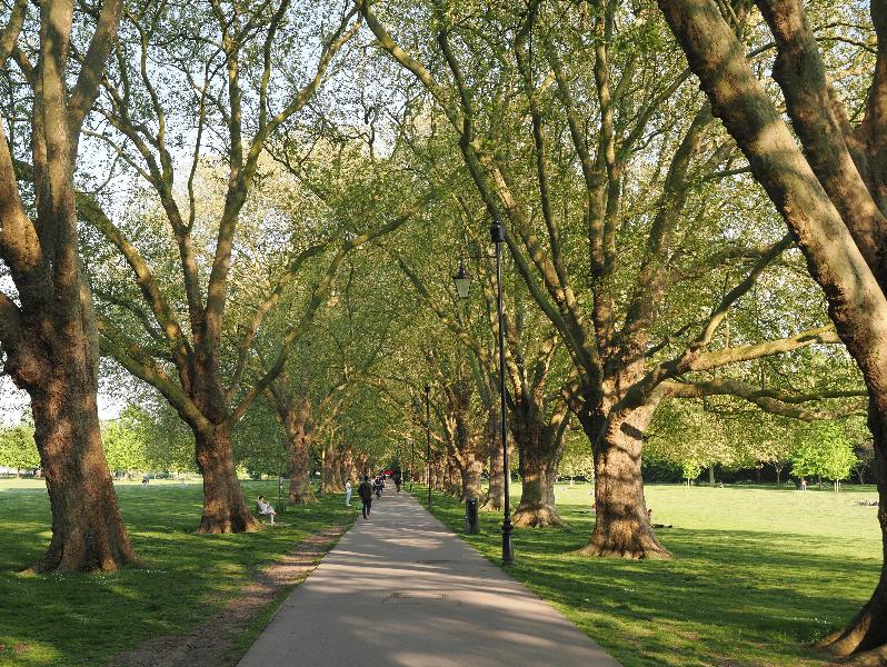 Cambridge, England: Jesus Green: Plane trees, young leaves