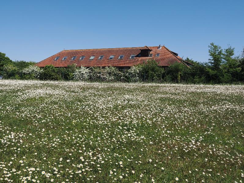 Cambridge, England: UN Environment World Conservation Monitoring Centre: daisies