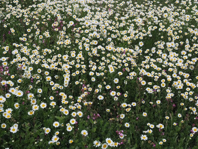 Cambridge, England: Franklin Gardens: daisies and a few purple flowers