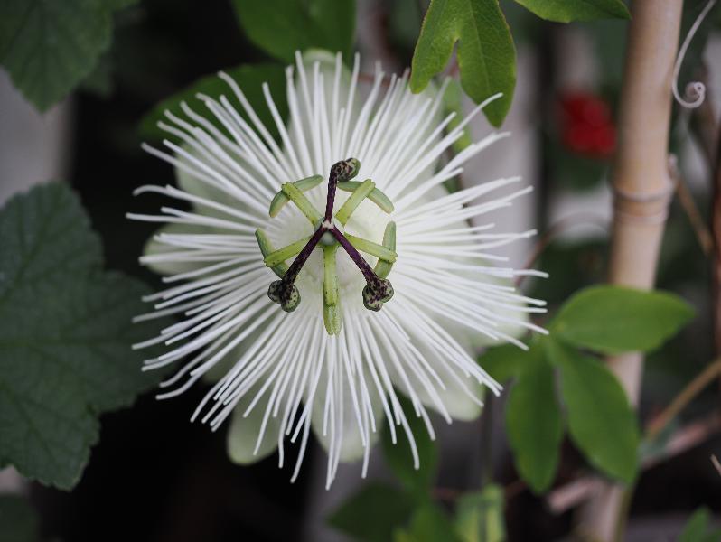 Cambridge, England: Roseford Road: white passion flower