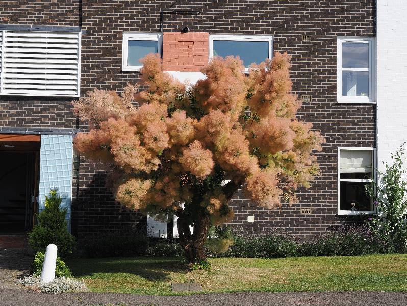 Cambridge, England: Sherlock Road: Smoke Tree