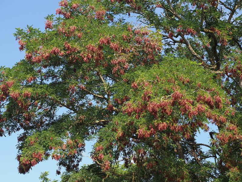 Cambridge, England: Perse Way: Black Locust (Robinia pseudoacacia) fruit (tree felled by the city later in 2025)