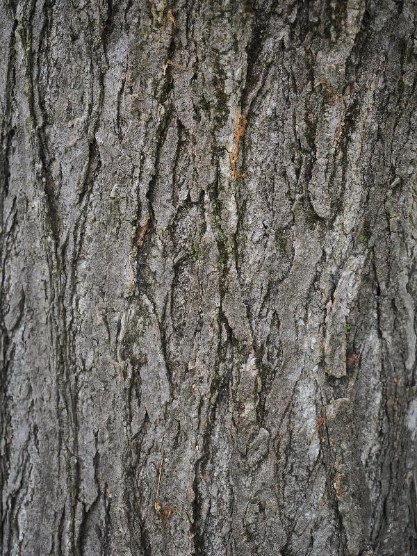 Stresa, Italy: public garden next to lake: Japanese Pagoda Tree (Styphnolobium Japonicum) bark
