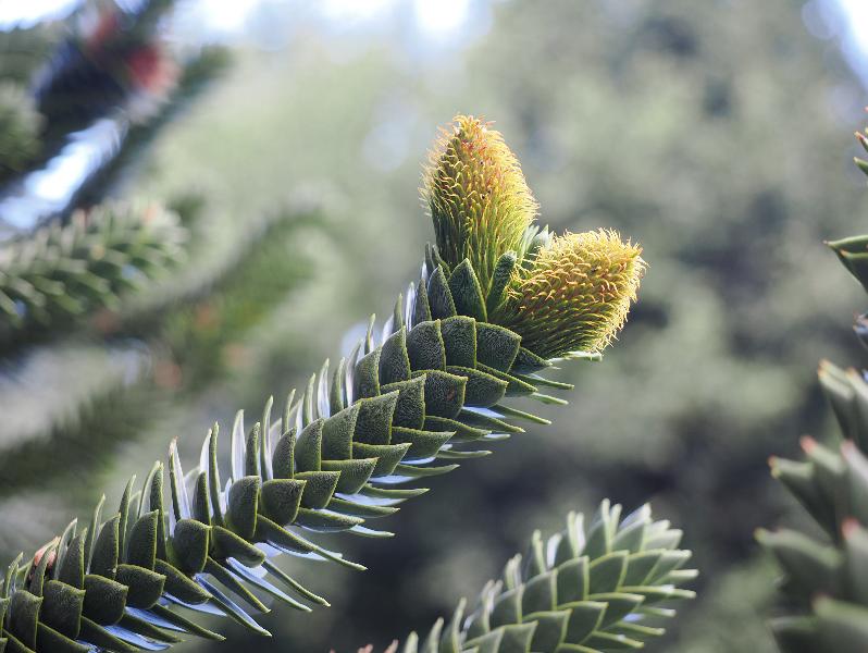 Stresa, Italy: public garden next to lake: Monkey Puzzle Tree (Araucaria araucana), female cones