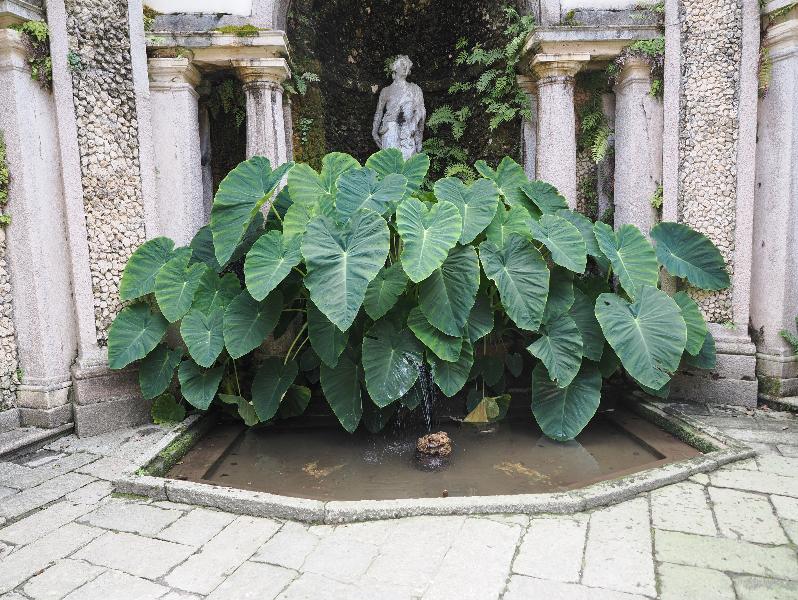 Isola Bella, Italy: Palazzo Borromeo, garden: Elephant Ear (Colocasia esculenta)