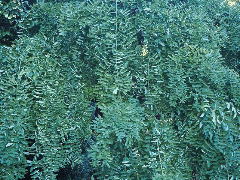 Isola Madre, Italy: Palazzo Borromeo, garden: Weeping Japanese Pagoda Tree (Saphora Japonica Pendula), leaves