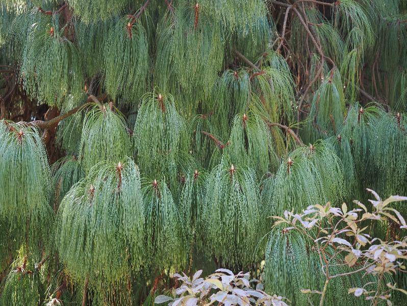 Verbania, Italy: Giardini Botanici di Villa Taranto: Montezuma Pine (Pinus montezumae), needles