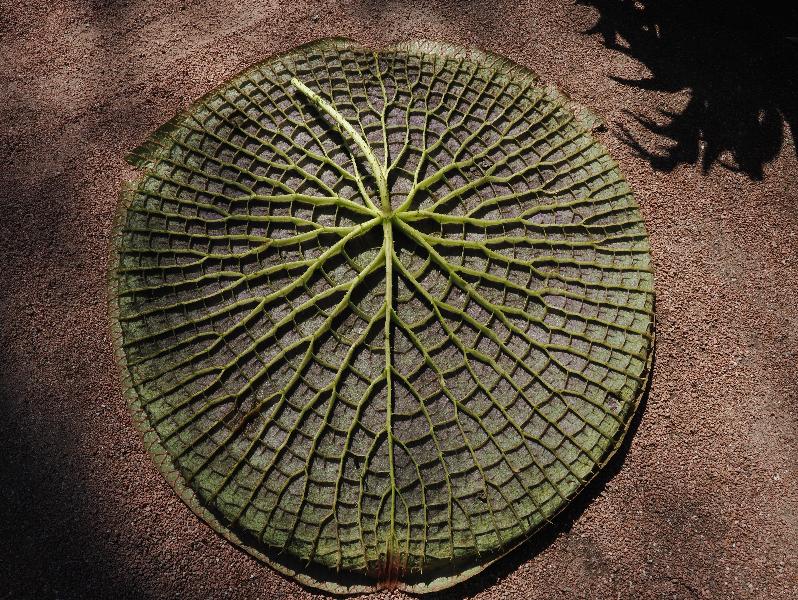 Verbania, Italy: Giardini Botanici di Villa Taranto: upside down giant water lily (Victoria cruziana) pad