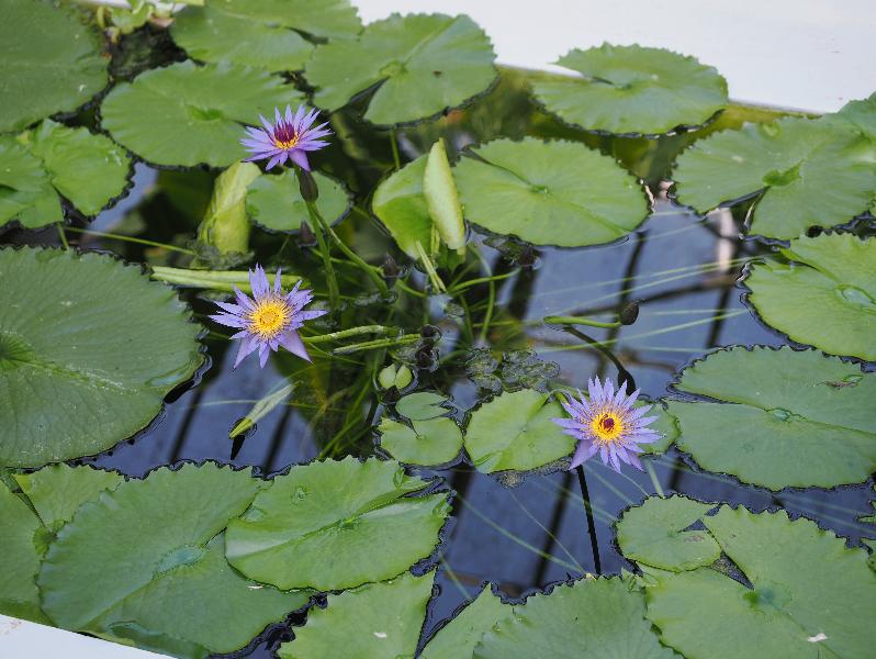 Verbania, Italy: Giardini Botanici di Villa Taranto, Victoria Greenhouse: water lilies