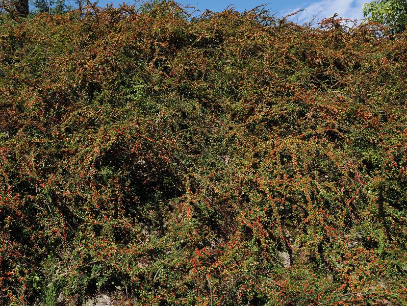 Verbania, Italy: Giardini Botanici di Villa Taranto: Cotoneaster horizontalis