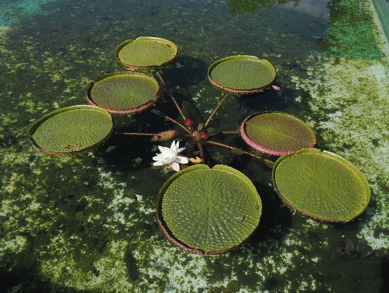 Verbania, Italy: Giardini Botanici di Villa Taranto: water lilies